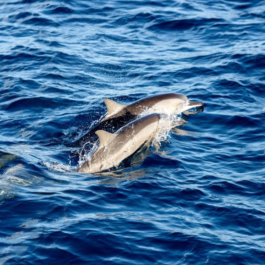 Sunset Dolphin Cruise
