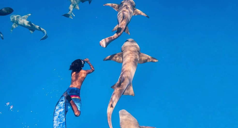 Nurse Shark Snorkeling